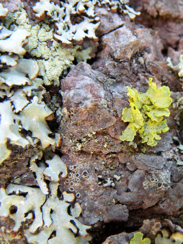 Lichene del Pelmo